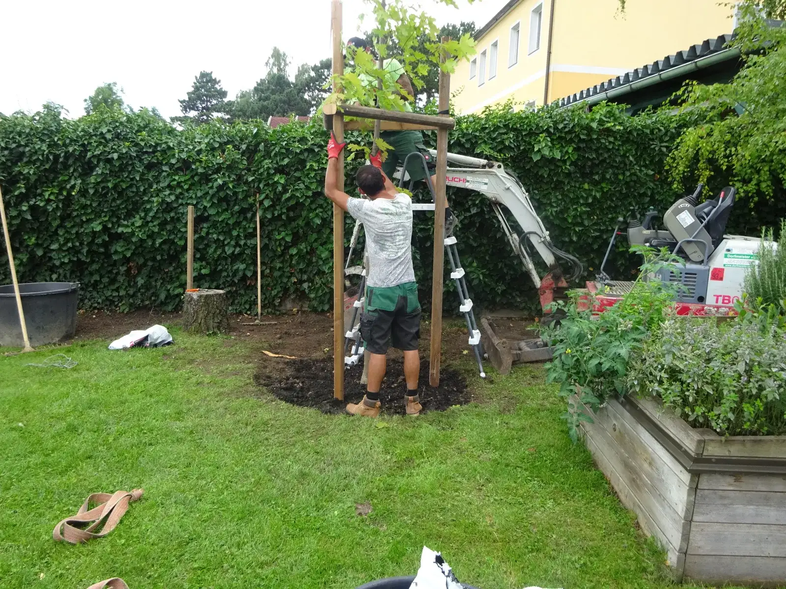 Mitarbeiter befestigt einen frisch gepflanzten Baum an Holzpfählen, dahinter ein Minibagger