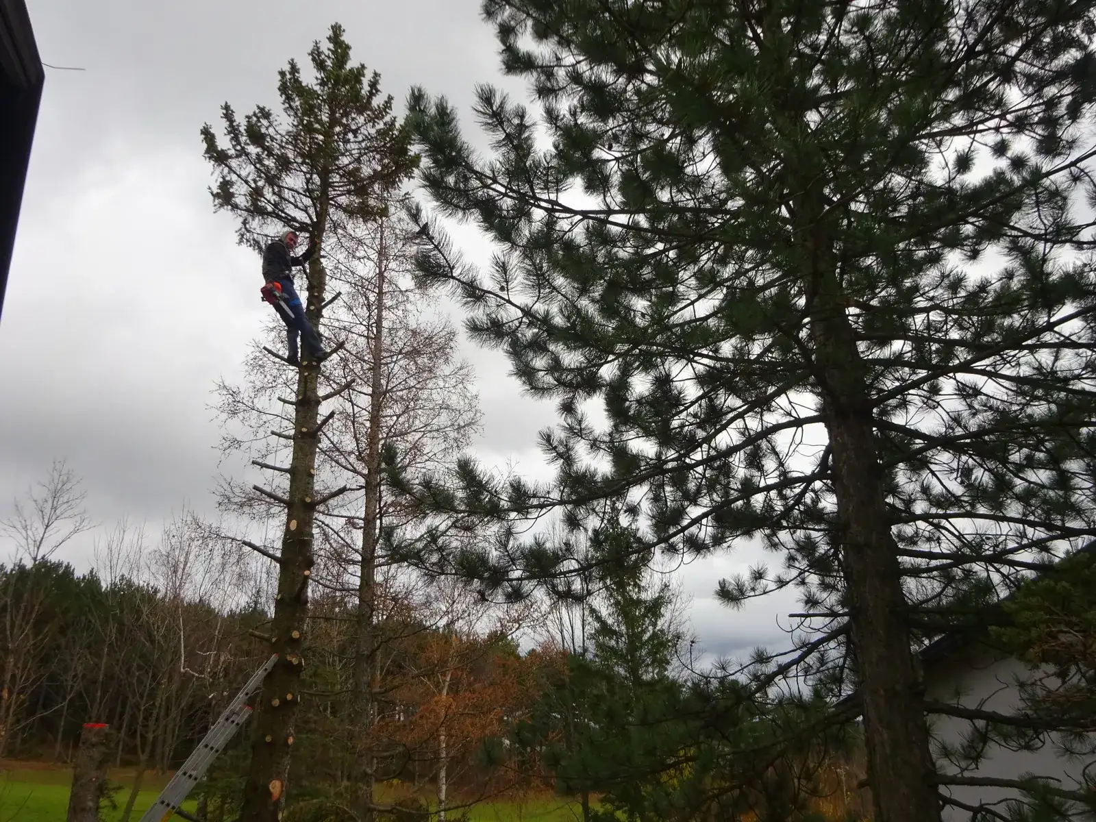 Mitarbeiter mit Klettergurt steht hoch oben am Stamm eines Baumes, dessen Äste abgeschnitten sind