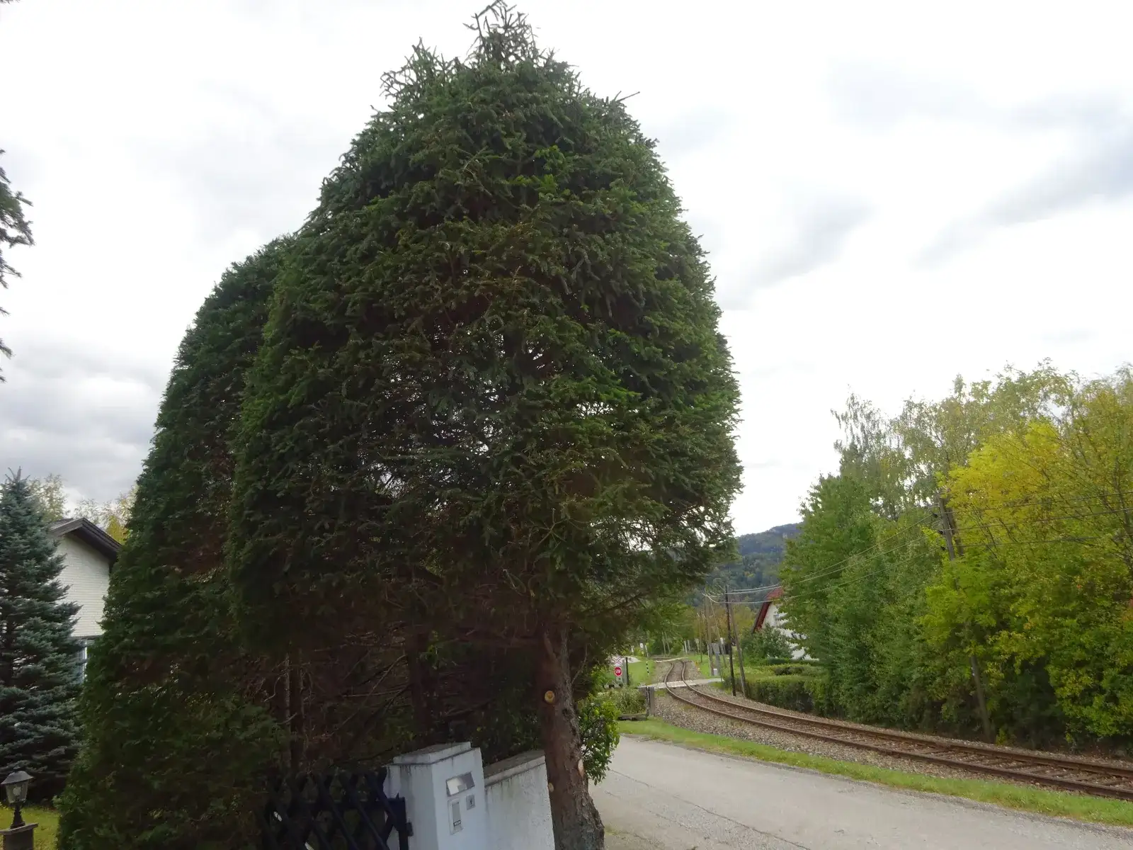 Hoher, geschnittener Nadelbaum an einer Grundstückseinfahrt