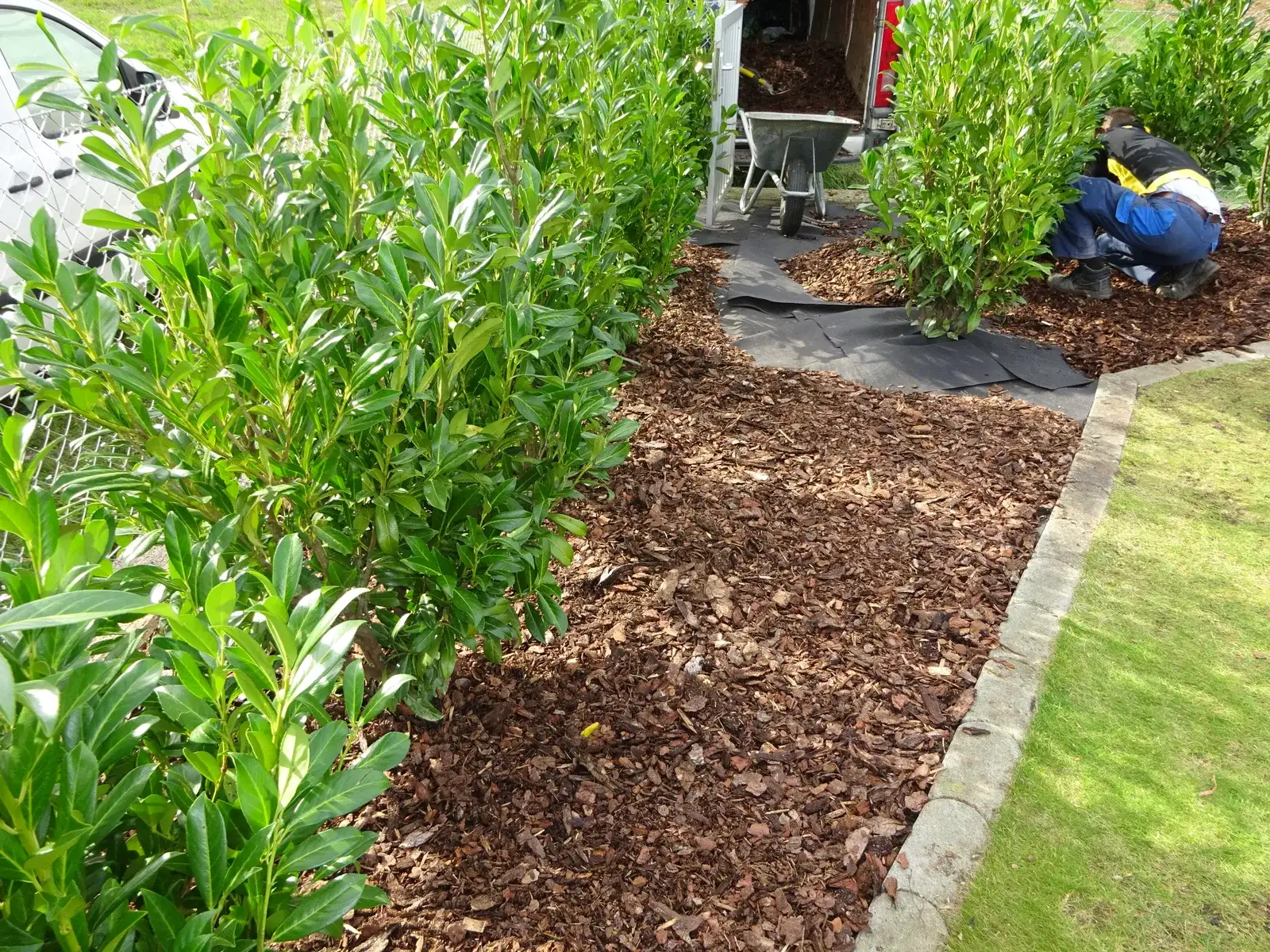 Mitarbeiter setzt eine Hecke, der Boden ist mit Vlies und Rindenmulch abgedeckt