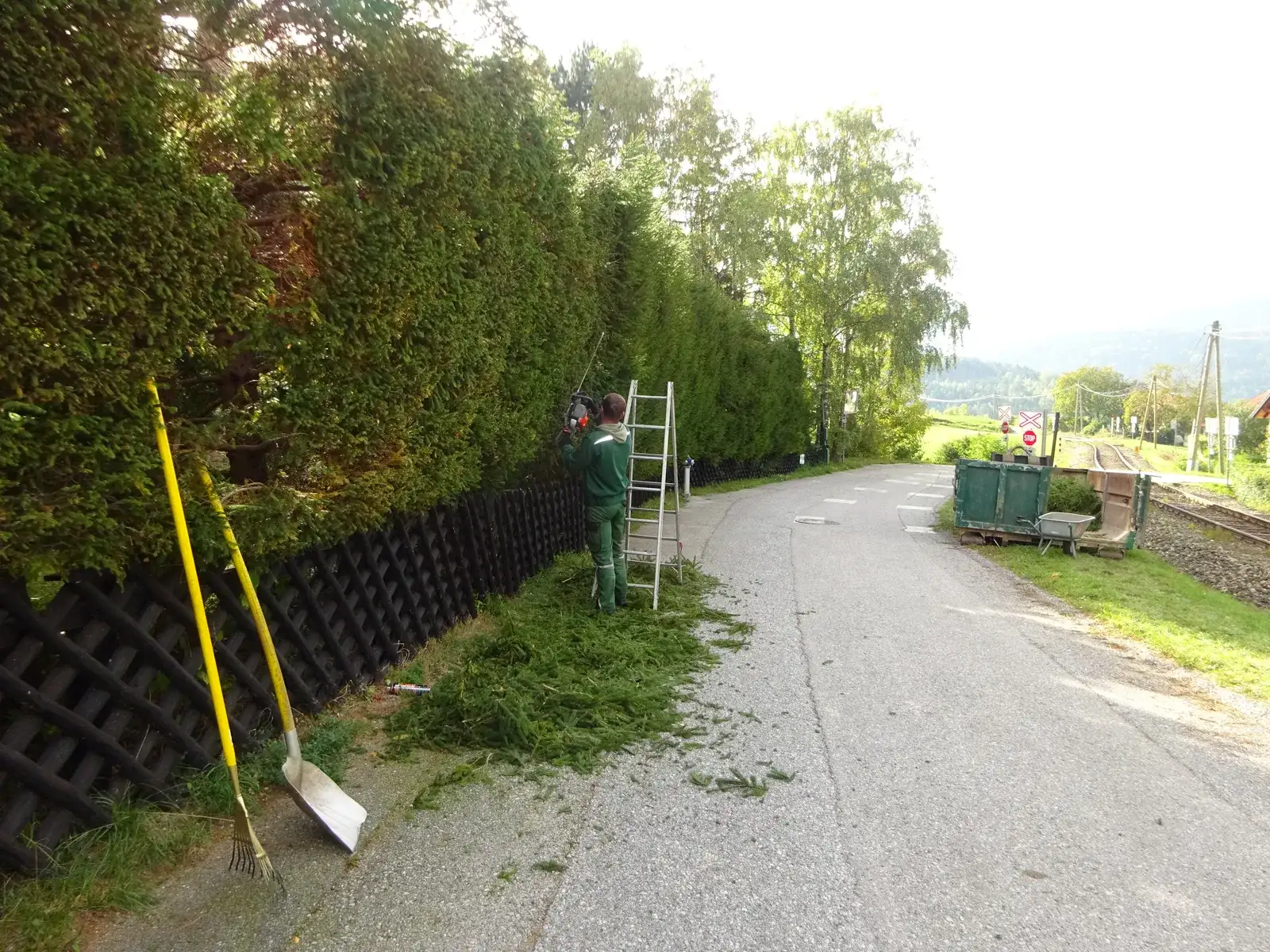 Mitarbeiter schneidet eine hohe Thujenhecke entlang einer Straße, davor Leiter, Rechen und Schnittgut