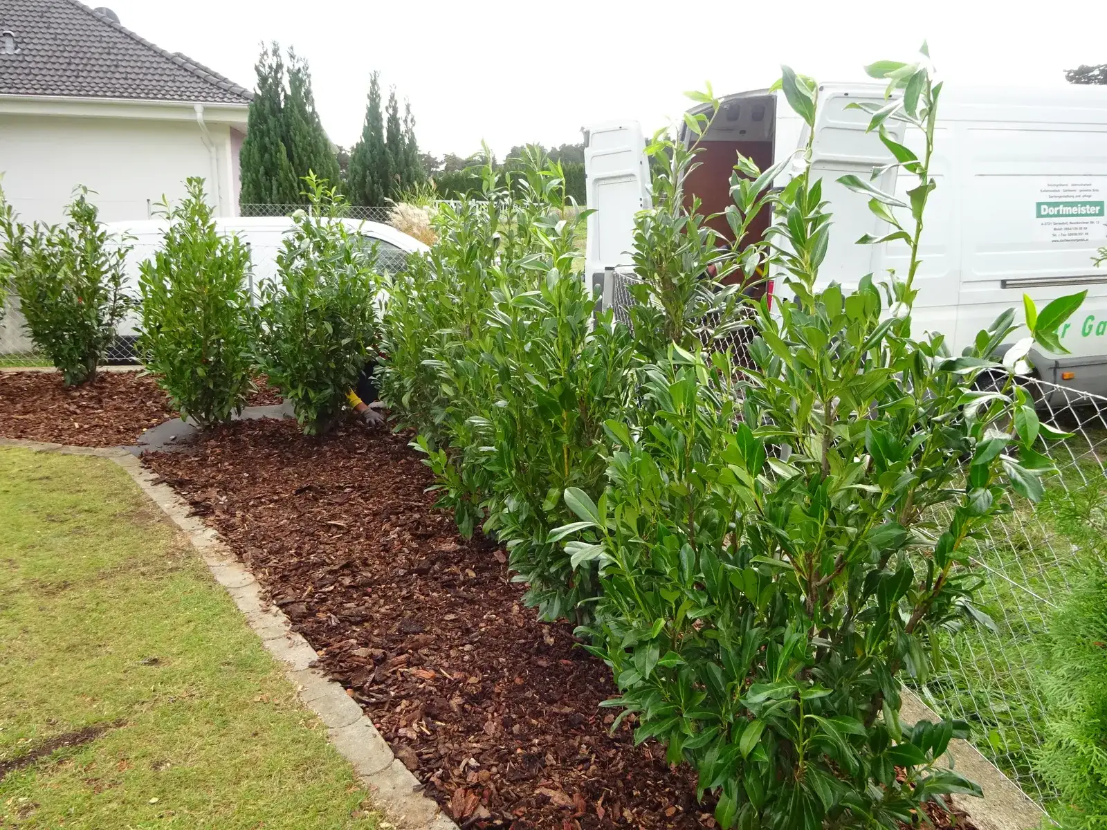 Frisch gesetzte Kirschlorbeerhecke mit Rindenmulch entlang eines Rasens