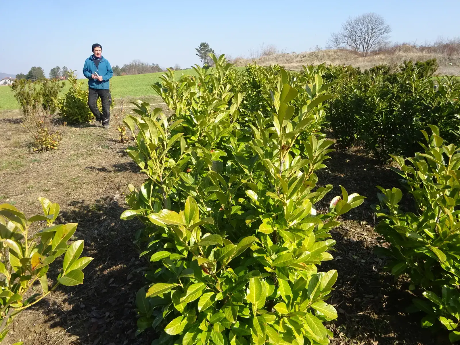 Kirschlorbeerpflanzen auf einem Feld, im Hintergrund eine Person