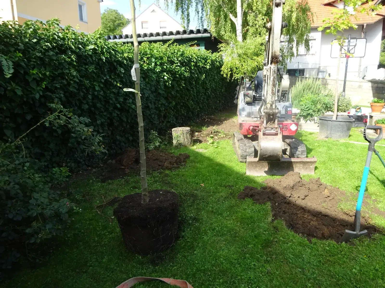 Minibagger hebt in einem Garten eine Pflanzgrube aus, davor steht ein Baum mit Wurzelballen
