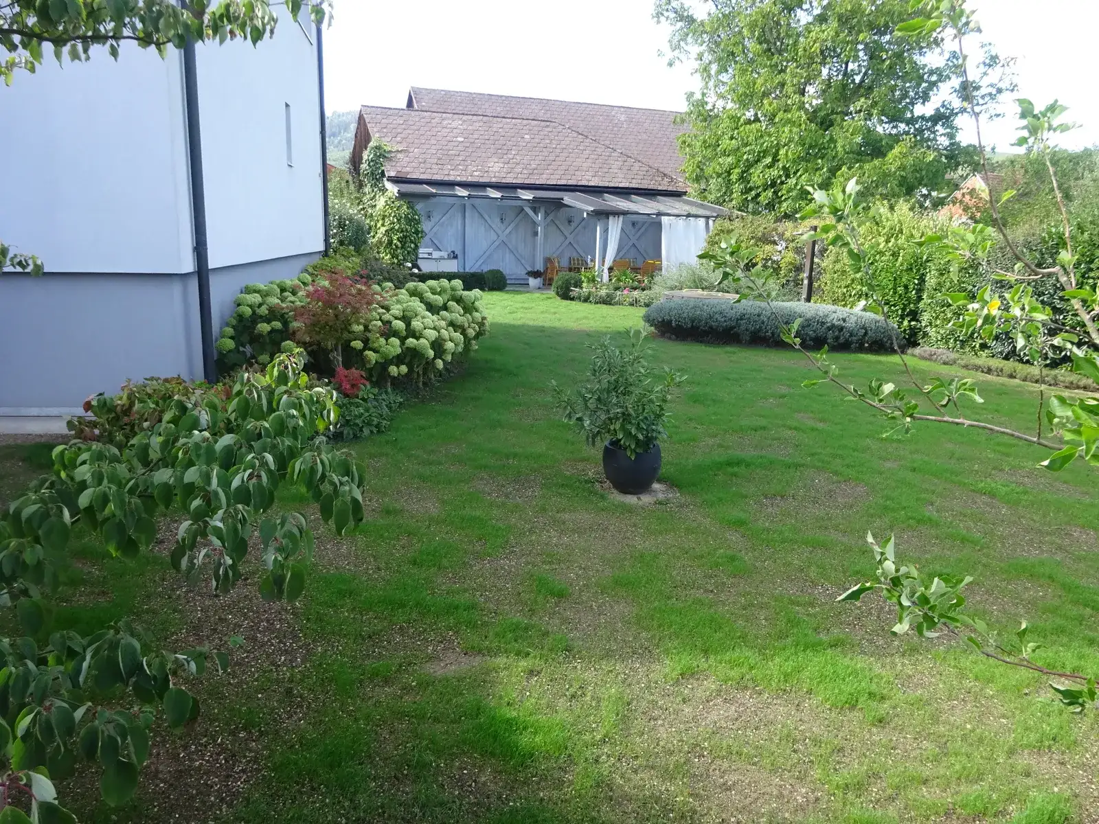 Gepflegter, frisch angesäter Rasen in einem Garten mit Hortensien und Pflanzkübel