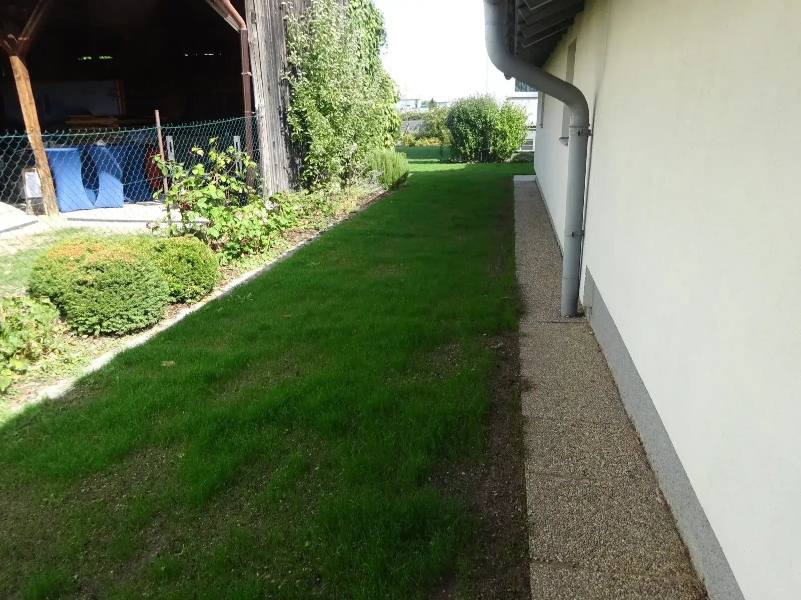 Schmaler, neu angesäter Rasenstreifen zwischen Hecke und Hauswand