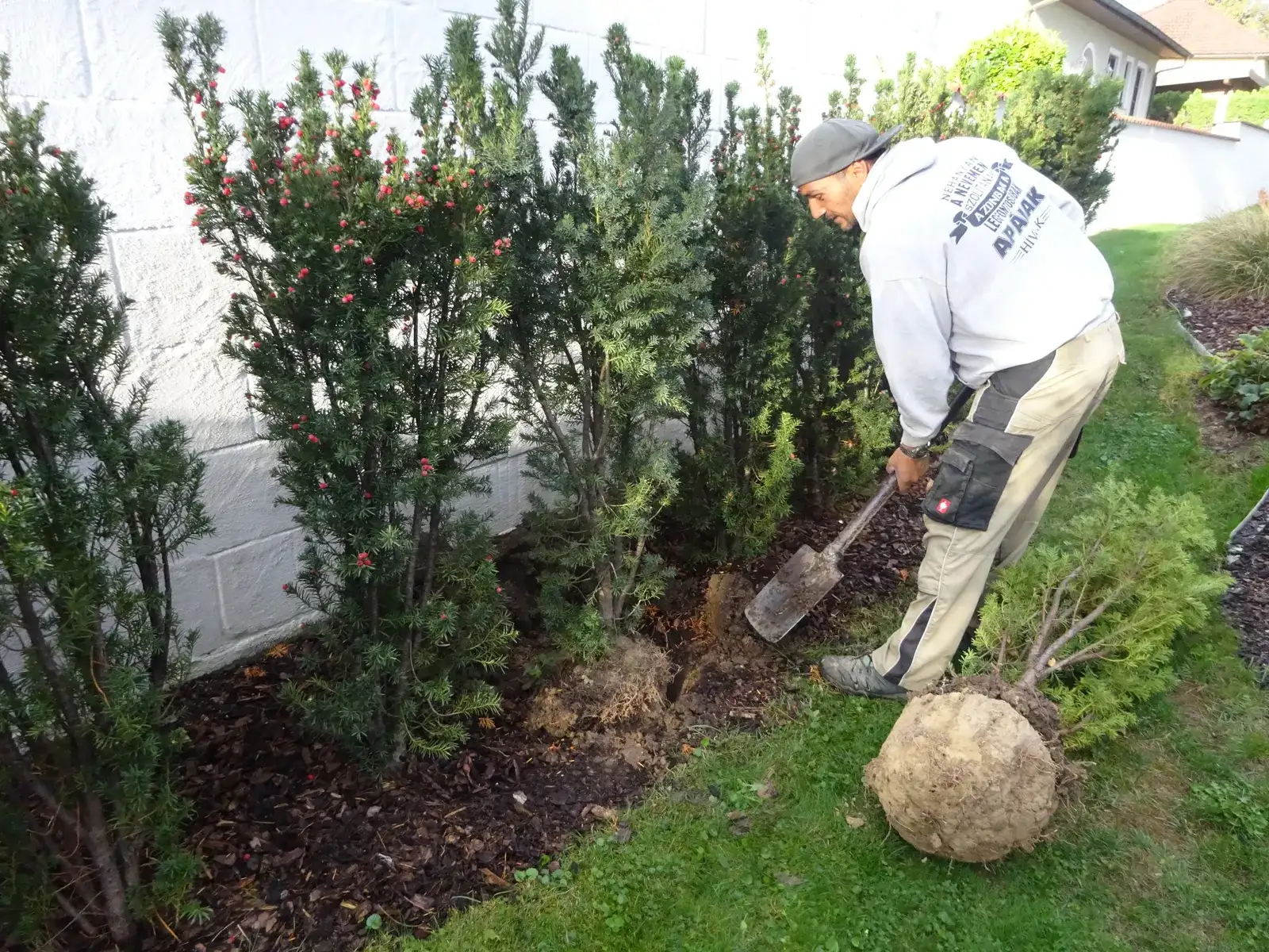 Mitarbeiter hebt mit dem Spaten ein Pflanzloch aus, daneben ein Strauch mit Wurzelballen