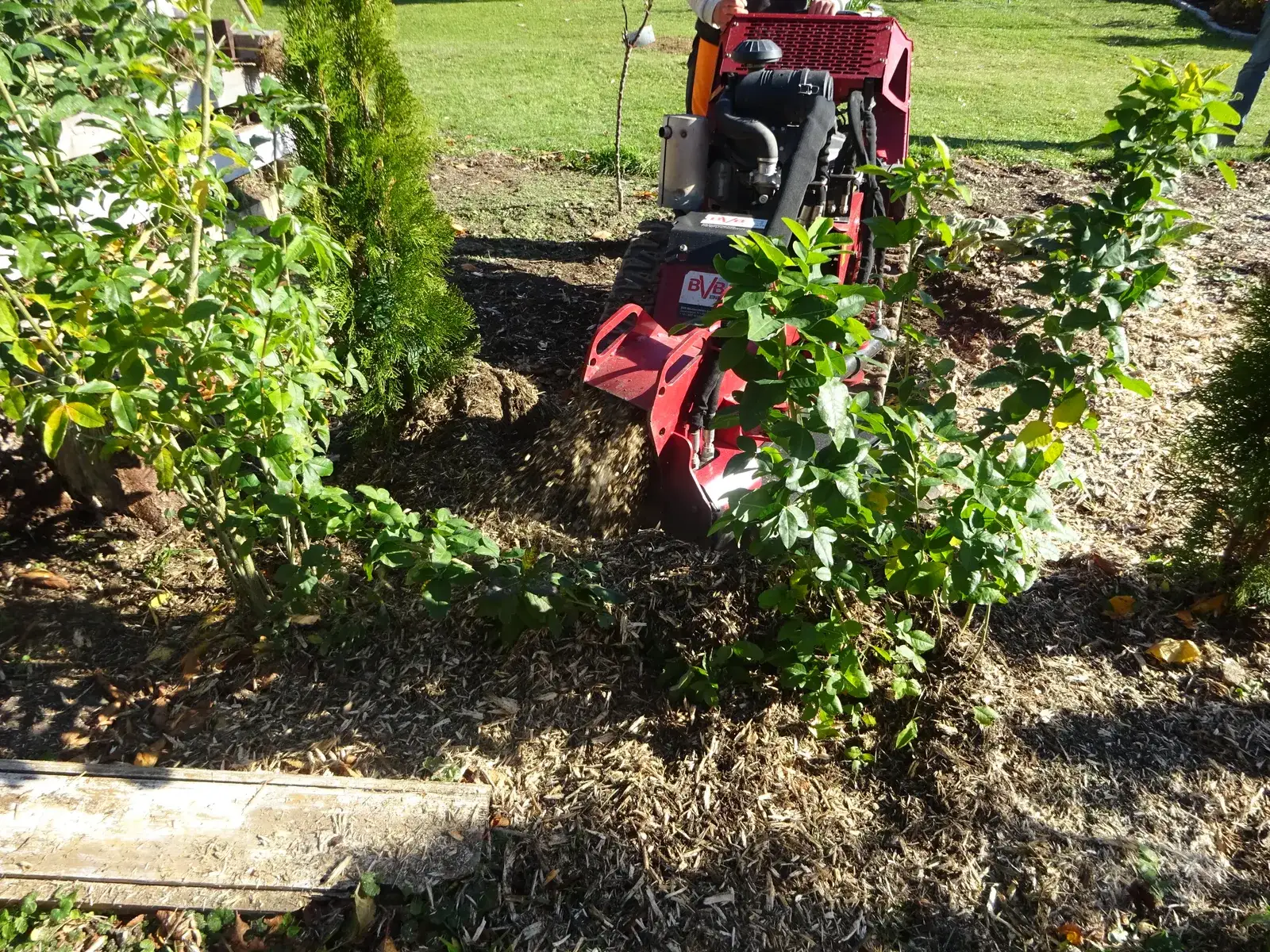Stubbenfräse zwischen Sträuchern in einem Garten